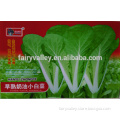 High Quality Brassica rapa Chinese Cabbage Green Leafy Vegetable Seeds For Sale-Early Mature Butter Little Cabbage